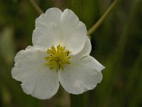 Sagittaria latifolia 6, Breed pijlkruid, Saxifraga-Jan van der Straaten